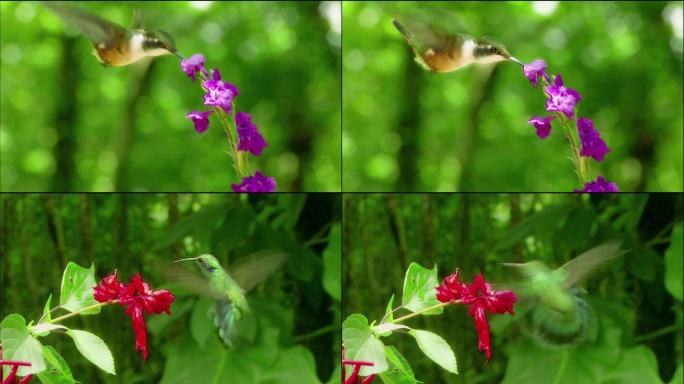 高清蜂鸟汲取花蜜