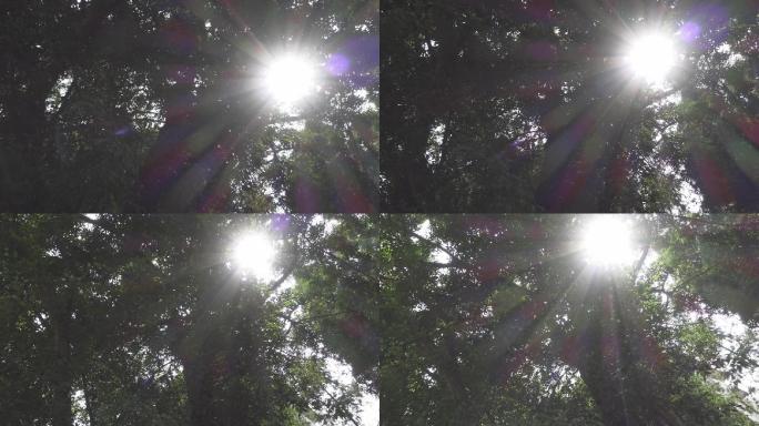 阳光照射透射叶子逆光光斑