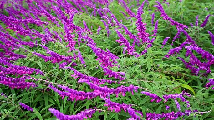 紫色鼠尾草千屈菜对叶莲水柳蜈高清