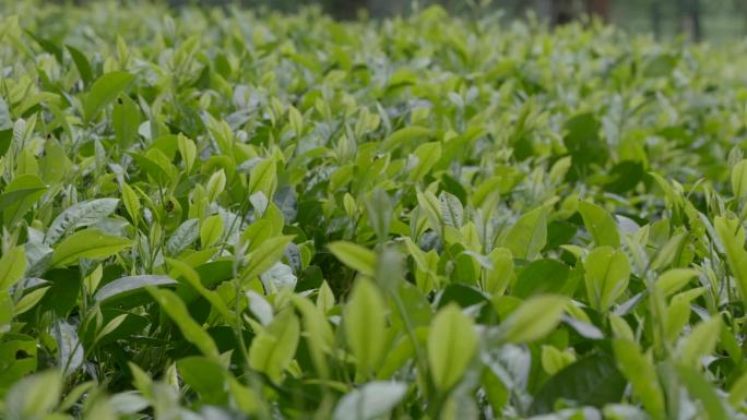 茶叶  茶园 抄茶 中国茶 茶天下 茶