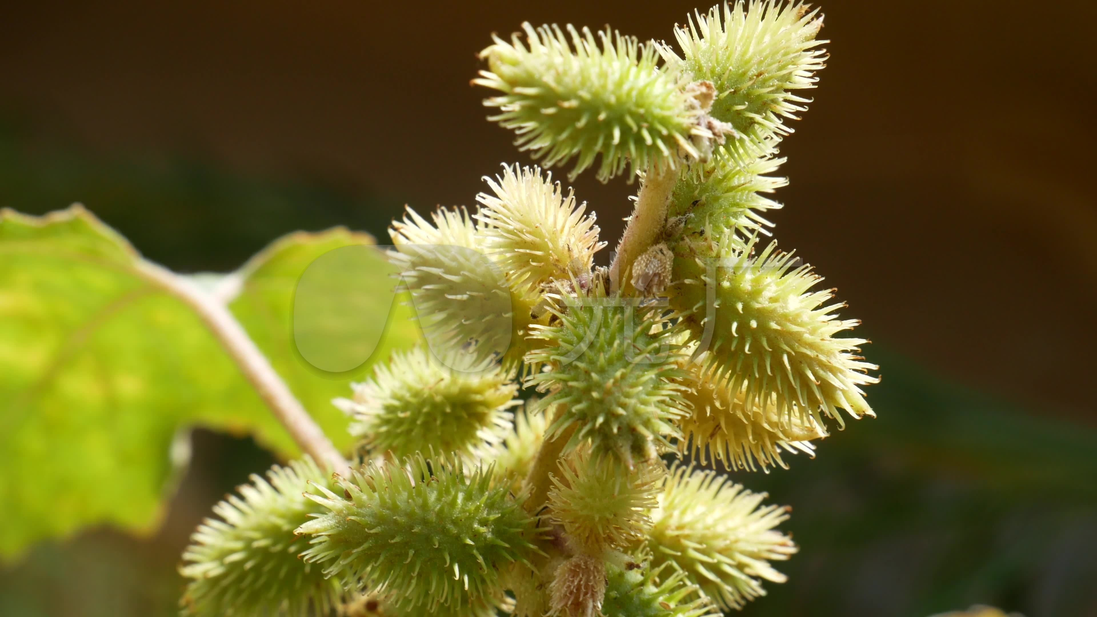 楮实（双子叶植物纲荨麻目植物）_尚可名片