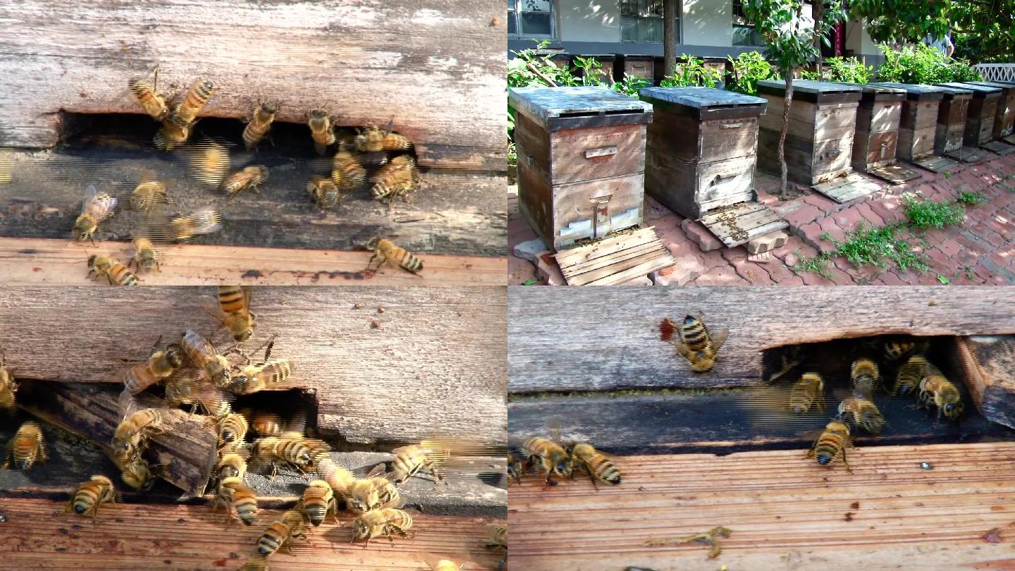 养蜂、蜂箱、蜜蜂、蜜蜂采蜜