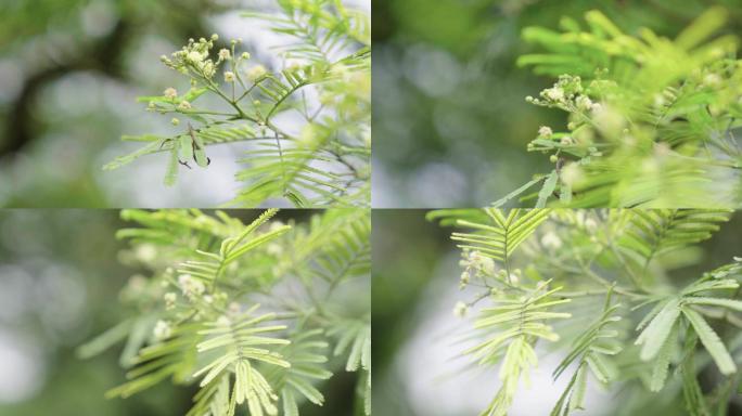 植物园绿植外景空镜转场