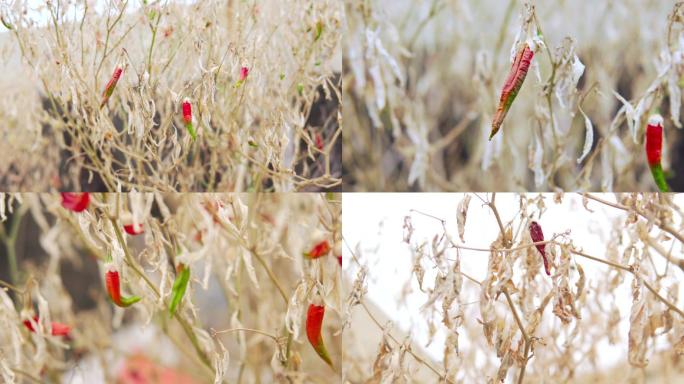 大旱干旱、缺水干枯