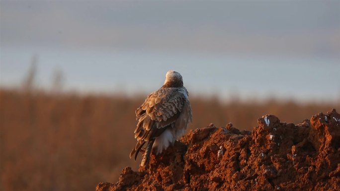 夕阳下的鹰猛禽大鵟梳理羽毛视频片断
