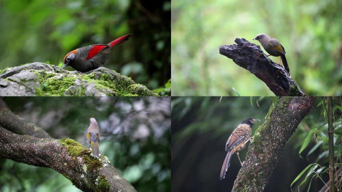 森林里不同种类的躁鹛鸟儿视频素材