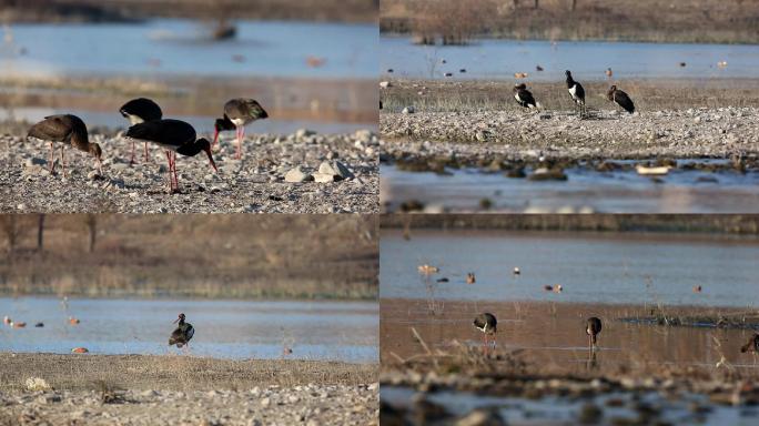 河滩上的黑鹳觅食鸟儿视频素材