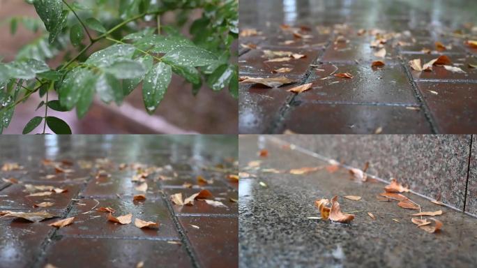 秋雨落叶