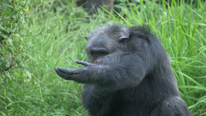 动物园中的黑猩猩