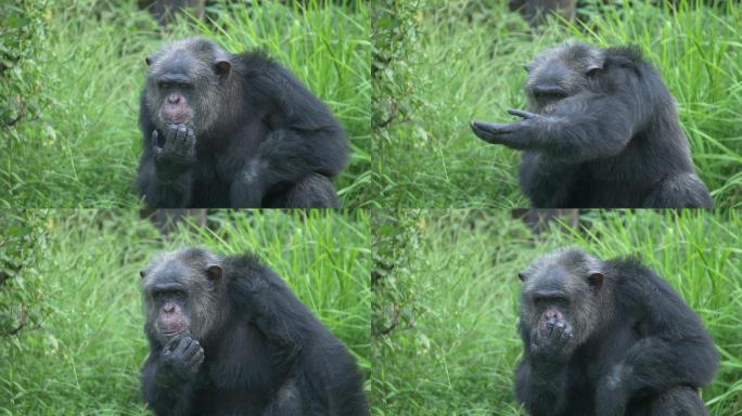 动物园中的黑猩猩