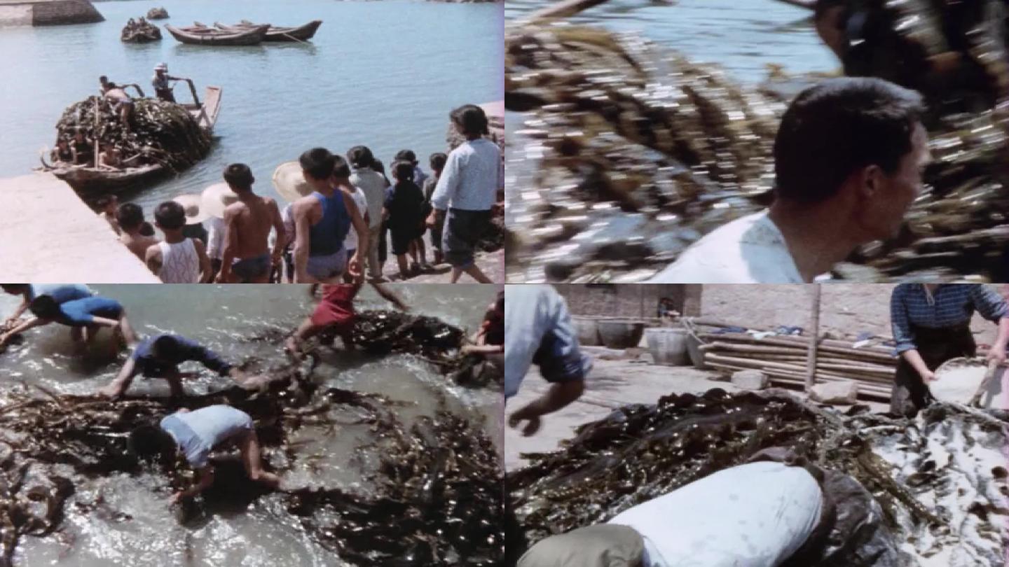 70年代海带打捞老视频31