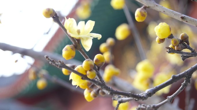 梅花黄梅花腊梅特写素材