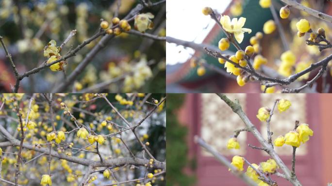 梅花黄梅花腊梅特写素材