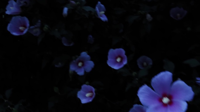 夜幕下的花朵