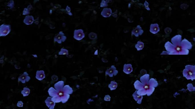夜幕下的花朵