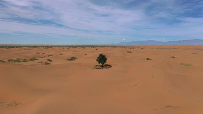 沙漠里的一棵树