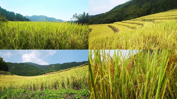 4K清远欧家梯田水稻