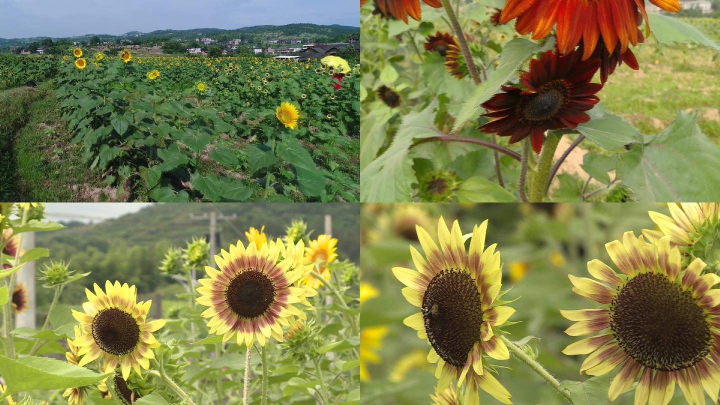 向日葵向阳花小清新葵花地葵花花海太阳花