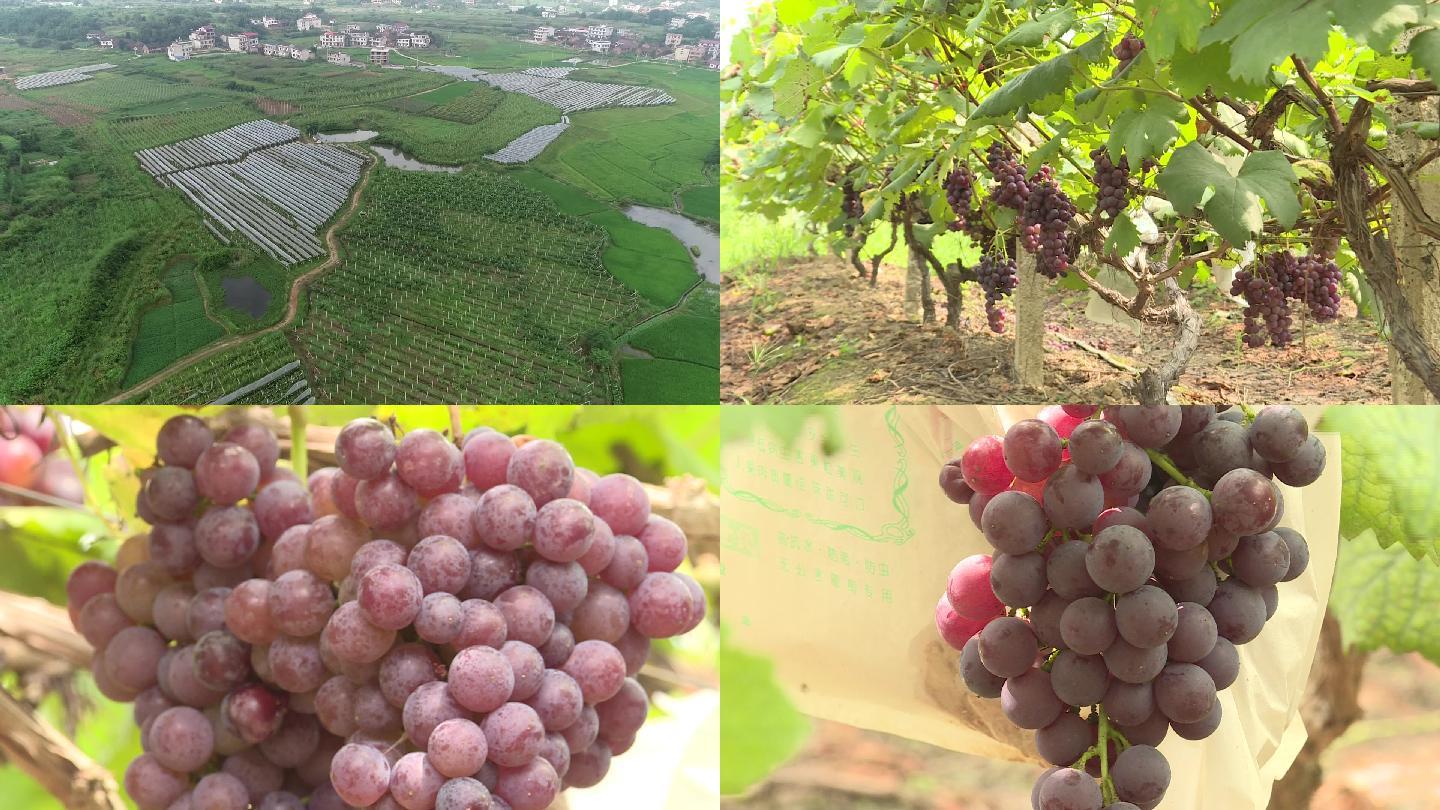 葡萄葡萄采摘葡萄丰收葡萄种植葡萄套袋