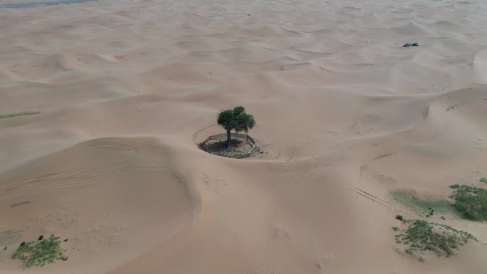 沙漠里的一棵树