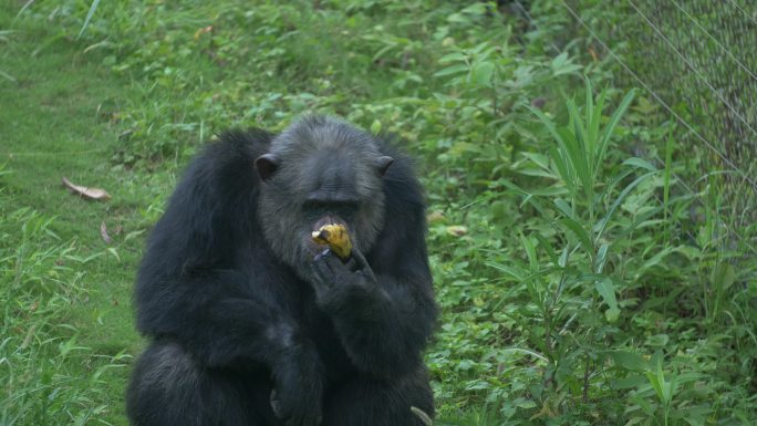 黑猩猩吃香蕉