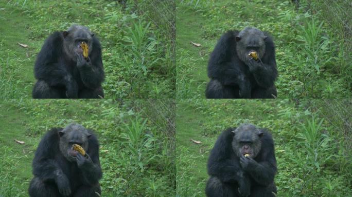 黑猩猩吃香蕉