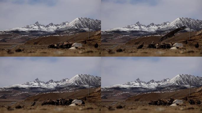 雪山兀鹫秃鹫视频片断