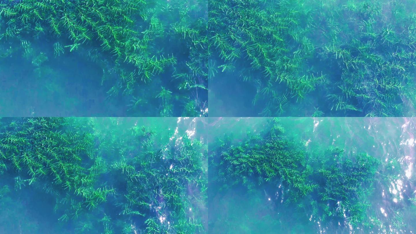 水草