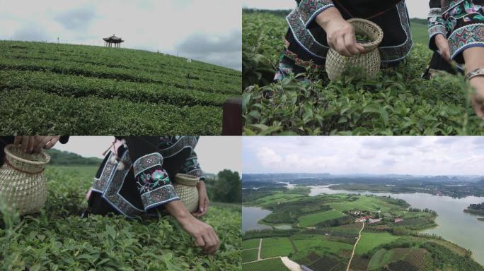 采茶茶山