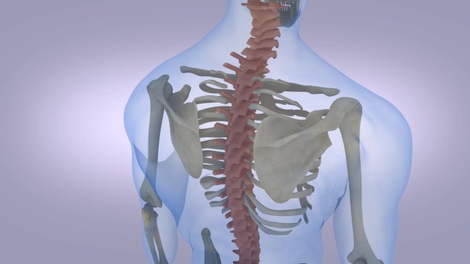 人体脊椎