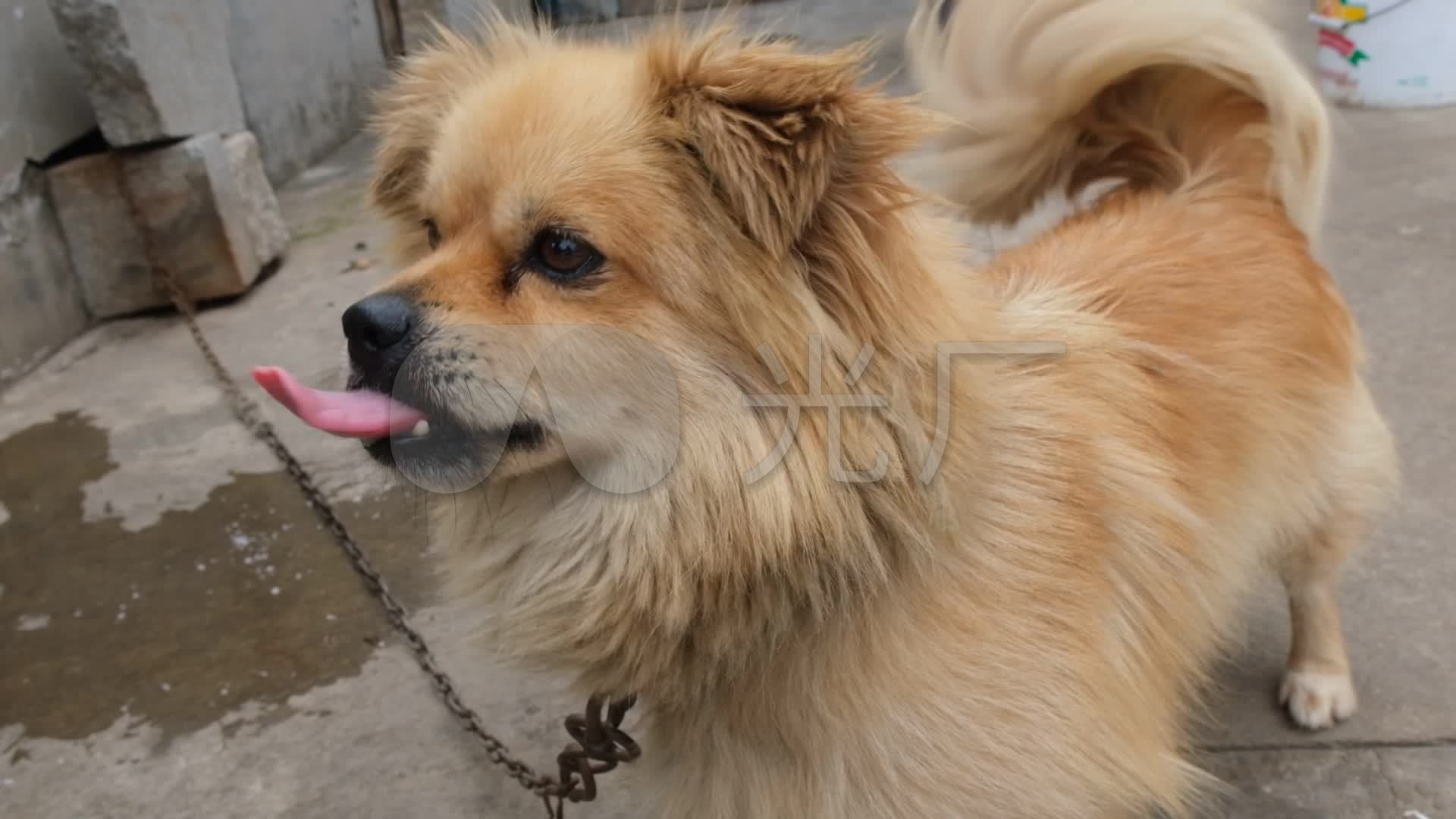 土狗小狗狗狗狗農村狗忠實的夥伴_1920x1080_高清視頻素材下載(編號