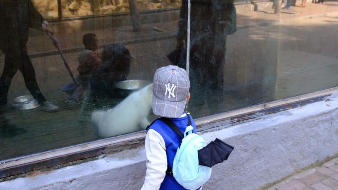 动物园小孩近距离观看白狐
