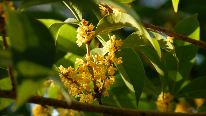 桂花