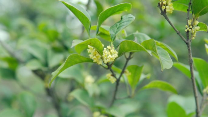 桂花飘香、桂花树