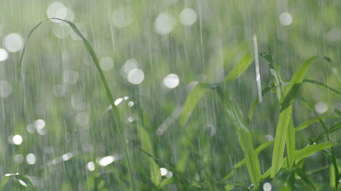 太阳小草雨水灌溉清晨春天淋雨