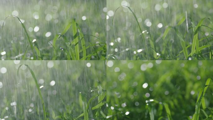 太阳小草雨水灌溉清晨春天淋雨