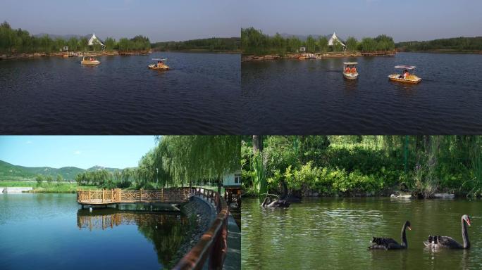 实拍湖面.游船.黑天鹅