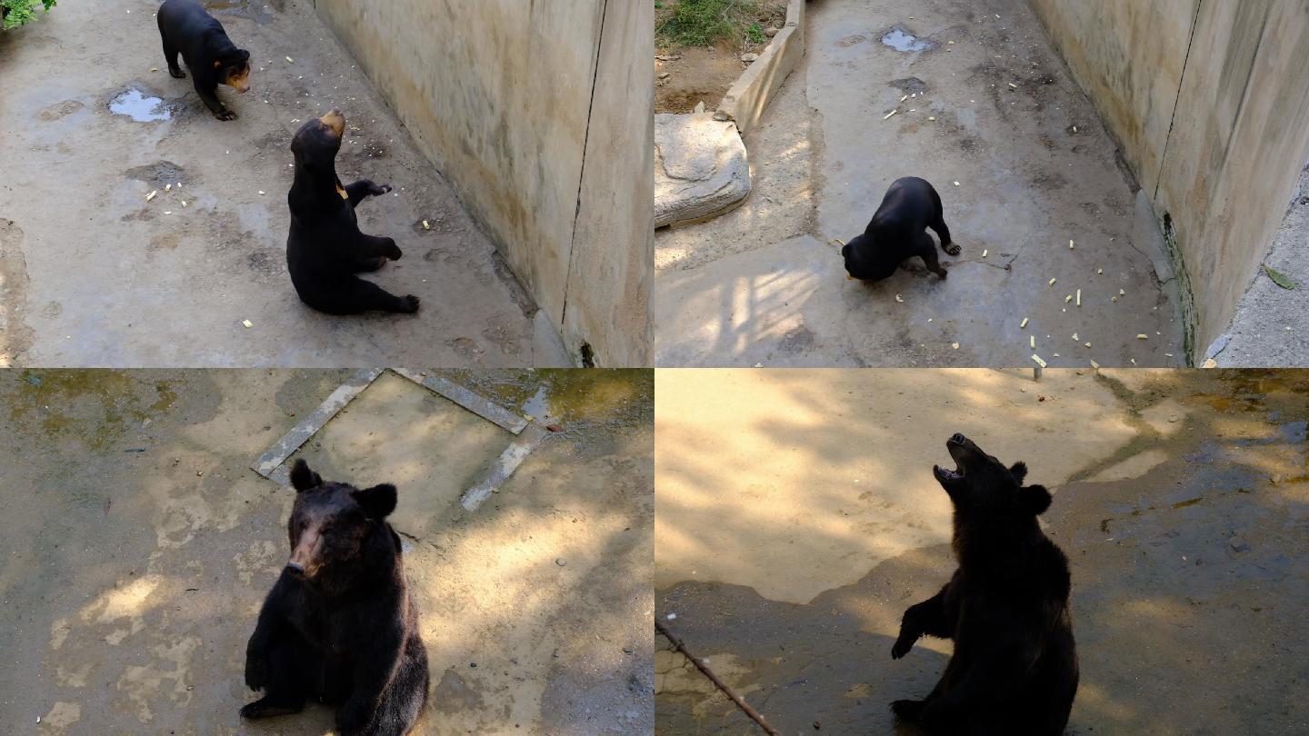 动物园黑熊馆内游人投喂食喂黑熊