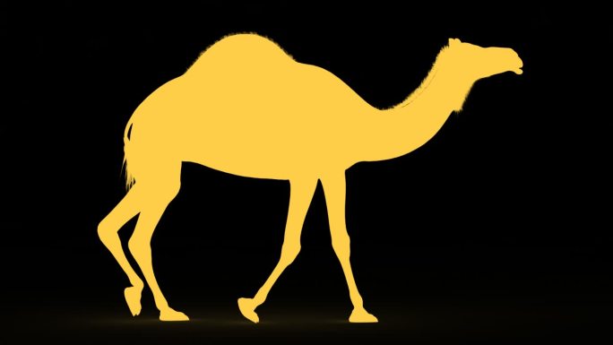 透明通道骆驼行走