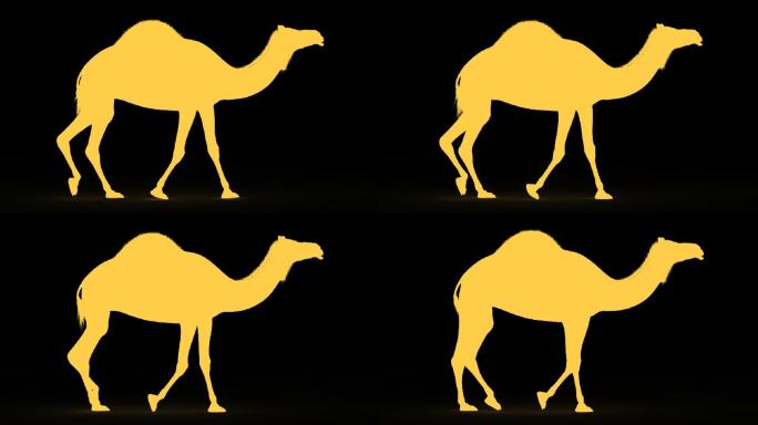 透明通道骆驼行走