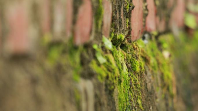 实拍长满青苔苔藓的墙壁墙面、可商用