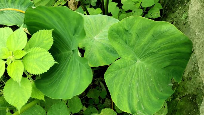 农民种植香芋农产品