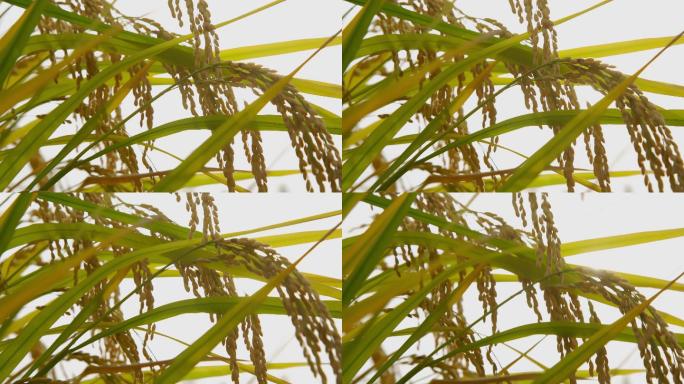 【原创】4K·压弯腰的水稻
