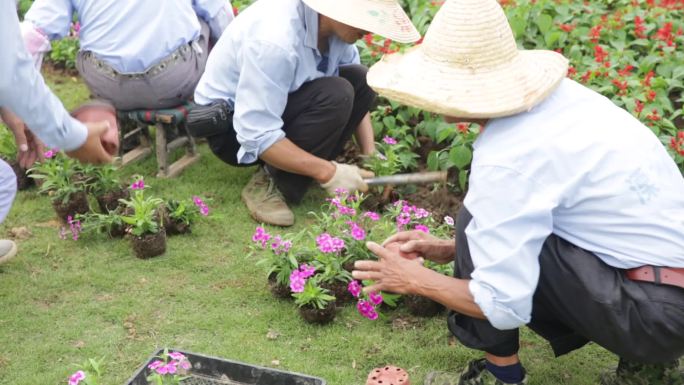 城市市政道路绿化工人栽花视频素材