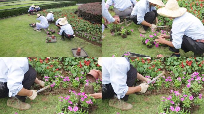 城市市政道路绿化工人栽花视频素材