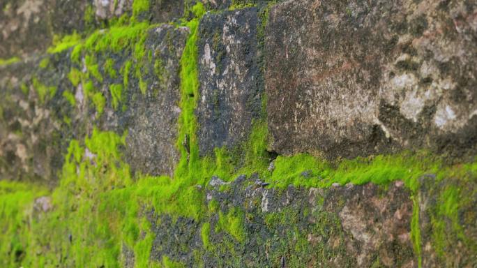 实拍古城墙苔藓斑驳破旧、可商用