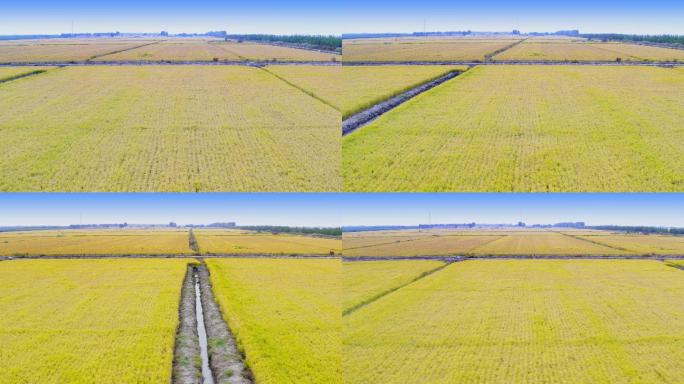 【原创】4K·北方水稻种植业
