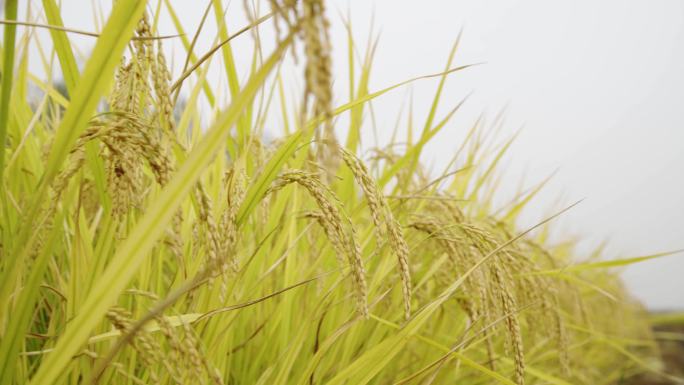 【原创】4K·美丽丰收的稻田