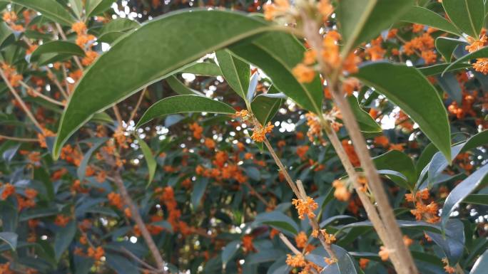 4K桂花树桂花秋天桂花大桂花树