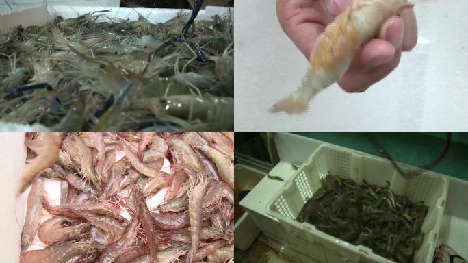 青虾大虾养殖培育繁殖